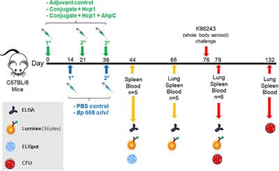 Evaluation of two different vaccine platforms for immunization against melioidosis and glanders